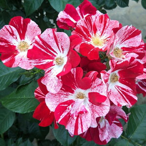 \̔ o c o Vc RfX VTr! io^o蒆 KN ΂  o Vc  kss 4{ȍ~