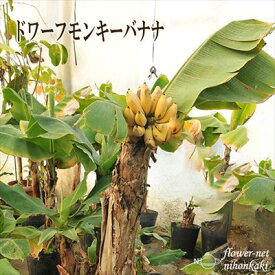バナナ苗 ドワーフ モンキーバナナ トロピカルフルーツ 果樹苗 10.5cmポット exp