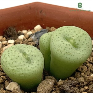 A asRmtBc ʕF A RmtBc 6cm|bg