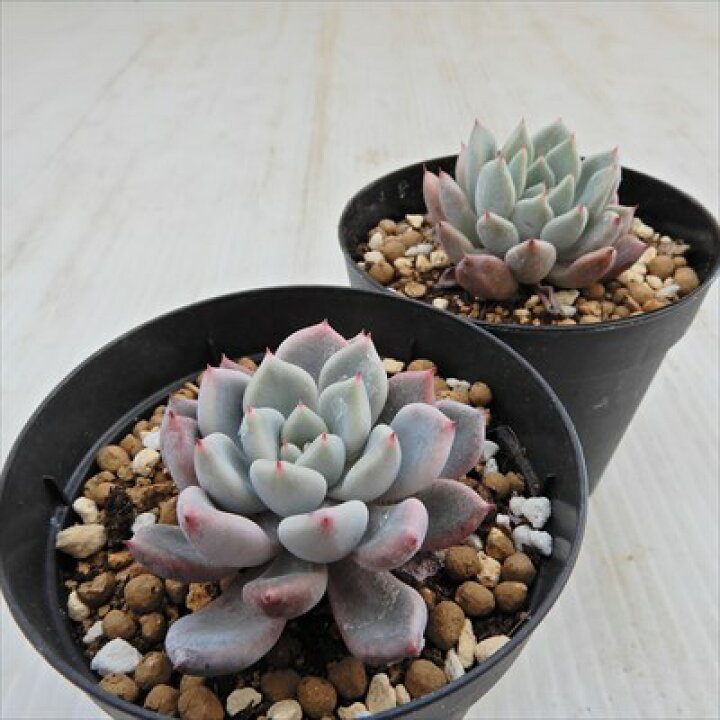 72 以上節約 多肉植物 エケベリア オレンジシャーベット Www iwearparts Com