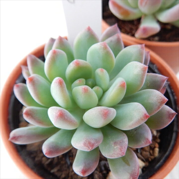 楽天市場】多肉植物 hmセデベリア ブルーエルフ 多肉植物 エケベリア  