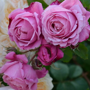 \̔ o c o Vc fo[ Ve[~Tg o^i lG炫 KN ΂  sN has 4{ȍ~