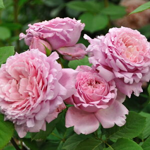 \̔ o c o Vc fo[ rAj o^i lG炫 KN ΂  sN has 4{ȍ~