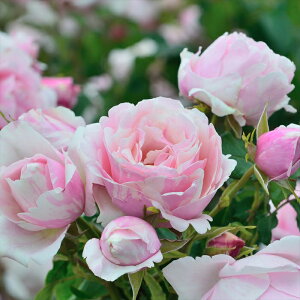 \̔ o c o Vc fo[ rGhD[ o^i lG炫 KN ΂  sN has 4{ȍ~