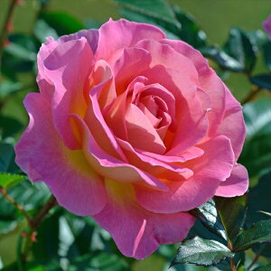 \̔ o c o Vc fo[ sNp_CX io^o蒆 lG炫 KN ΂  sN has 4{ȍ~