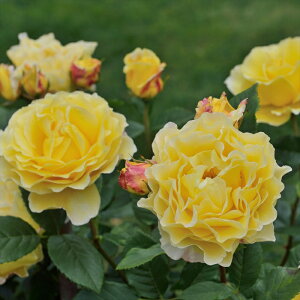 \̔ o c o Vc fo[ tXAtH o^i lG炫 KN ΂  F has 4{ȍ~