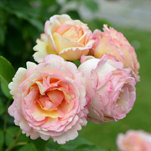 \̔ o c o Vc fo[ ybV{{ o^i lG炫 KN ΂  sN has 4{ȍ~