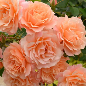 \̔ o c o Vc fo[ {f[AuR o^i lG炫 KN ΂  IW has 4{ȍ~