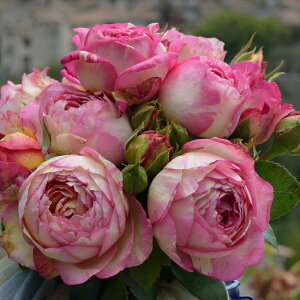 \̔ o c o Vc fo[ }NVK[ o^i lG炫 KN ΂  sN has 4{ȍ~