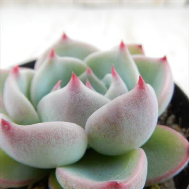 楽天市場 多肉植物 Skエケベリア チワワエンシス 多肉植物 7 5cmポット フラワーネット 日本花キ流通
