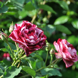 \̔ o c o Vc h j[ C}W _i lG炫 KN ΂   has 4{ȍ~