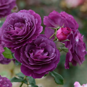 \̔ o c o Vc h ~Xe[Y io^ lG炫 KN ΂   has 4{ȍ~