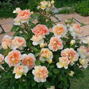 \̔ o c o Vc h ^VgC io^ lG炫 KN ΂  sN IW has 4{ȍ~