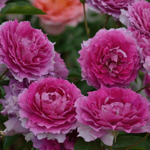 \̔ o c o Vc T IGeBX VFGU[h o^i lG炫 KN ΂  sN has 4{ȍ~