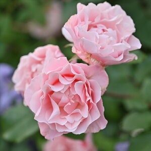 \̔ o c o Vc T IGeBX _tl o^i lG炫 KN ΂  sN has 4{ȍ~