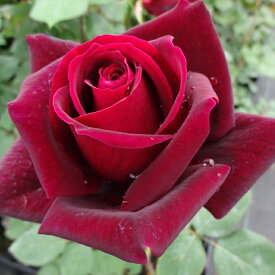 予約販売 バラ 苗 バラ 新苗 大輪 パパメイアン 四季咲き 薔薇 ばら 赤 tros 4月中旬以降発送