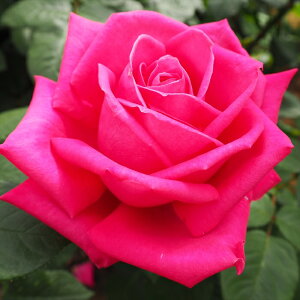 \̔ o c o Vc  }AJX lG炫 KN ΂ sN }AEJX tros 4{ȍ~