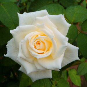 \̔ o c o Vc  eBlP lG炫 KN ΂  tros 4{ȍ~