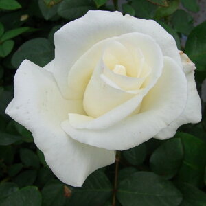 \̔ o c o Vc  I[i[ lG炫 KN ΂  tros 4{ȍ~