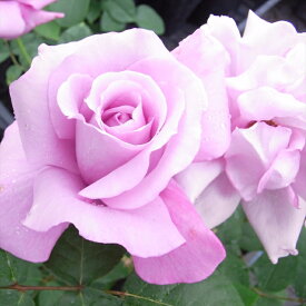 予約販売 バラ 苗 バラ 新苗 大輪 シャルルドゴール 四季咲き 薔薇 ばら 紫 シャルルドゥゴール tros 4月中旬以降発送