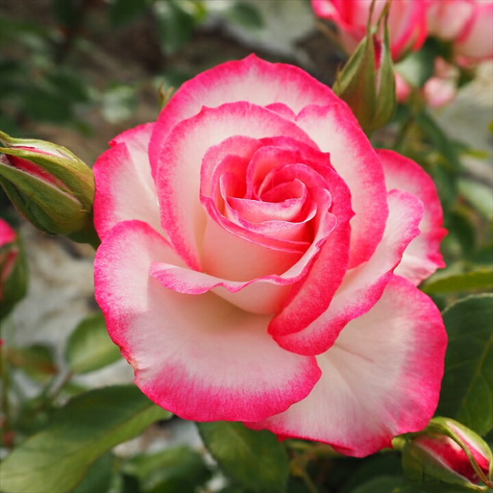 楽天市場】予約販売 バラ 苗 バラ 新苗 中輪 ニコール 四季咲き 薔薇 
