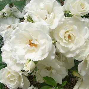 \̔ o c o Vc  ACXo[O lG炫 KN ΂  tros 4{ȍ~