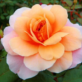 予約販売 バラ 苗 バラ 新苗 中輪 ディスタントドラムス 四季咲き 薔薇 ばら ピンク tros 4月中旬以降発送