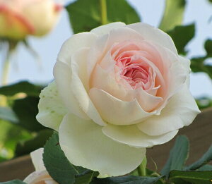 \̔ o c o Vc o sG[hDT[ KN ΂ sN  sG[hT[ tros 4{ȍ~