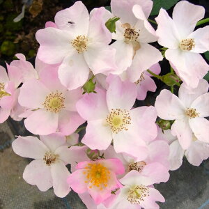 予約販売 バラ苗 バラ新苗 バレリーナ つるバラ 薔薇 ばら ピンク tros 4月中旬以降発送