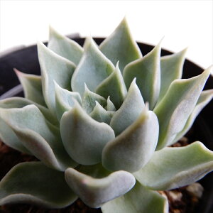 A skGPxA ICml iVX×NXs_[^`Jj A GPxA 7.5cm|bg