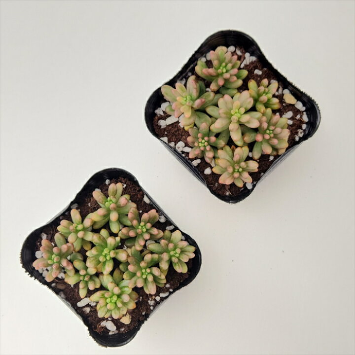 楽天市場 多肉植物 Seセダム オーロラ 多肉植物 セダム 9cmポット フラワーネット 日本花キ流通