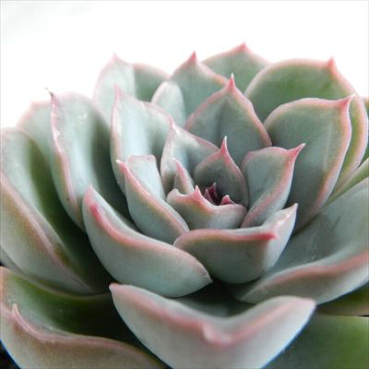 楽天市場 多肉植物 Skエケベリア ヘラクレス 多肉植物 エケベリア 7 5cmポット フラワーネット 日本花キ流通 楽天市場 多肉植物 Skエケベリア ヘラクレス 多肉植物 エケベリア 7 5cmポット フラワーネット 日本花キ流通