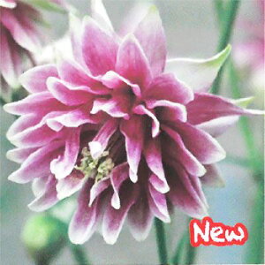 \̔ h̍炭 ANCMA c mo[ 9cm|bg dI_}L N K[fjO ԕc hc hys3 11{ȍ~