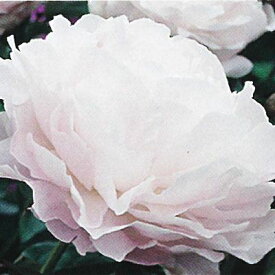 1000以上 芍薬 苗 通販