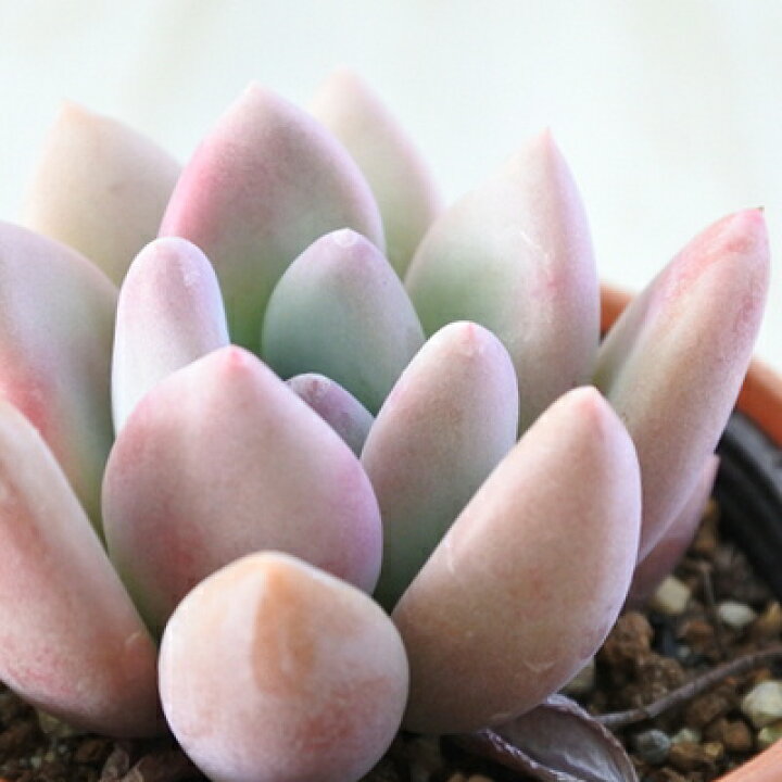 楽天市場】多肉植物 hmグラプトペタルム オパリナ 多肉植物 