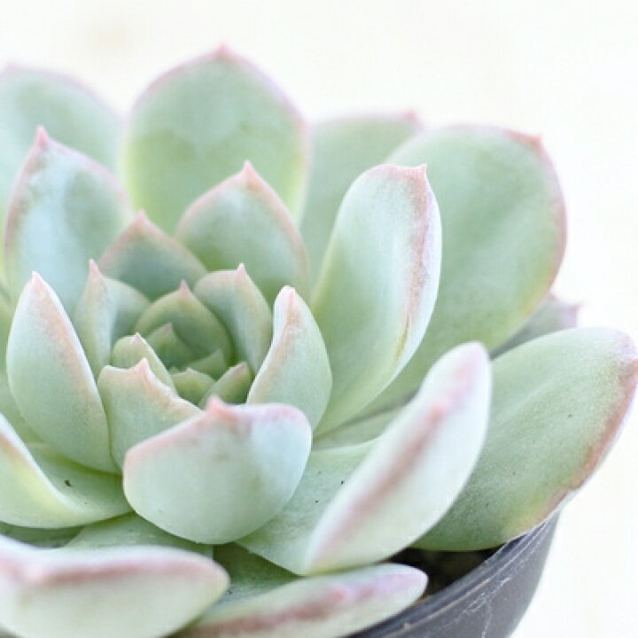 楽天市場 多肉植物 Skエケベリア ウォーターリリー 多肉植物 エケベリア 7 5cmポット フラワーネット 日本花キ流通