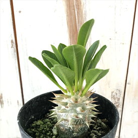 楽天市場 パキポディウム 種 種類 植物 サボテン の通販
