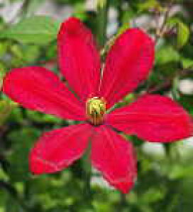 \̔ N}`X c WW i񂳂j r`Zn ̃N}`X 2Nc 10.5cm|bg ochi 3{ȍ~