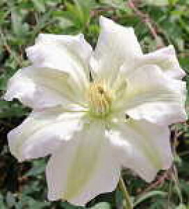 予約販売 クレマチス 苗 夏帆 フロリダ系 落合さんのクレマチス 2年生苗 10.5cmポット ochi 3月上旬以降発送