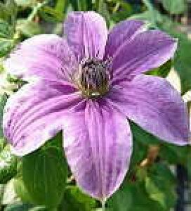 \̔ N}`X c h t_n ̃N}`X 2Nc 10.5cm|bg ochi 3{ȍ~