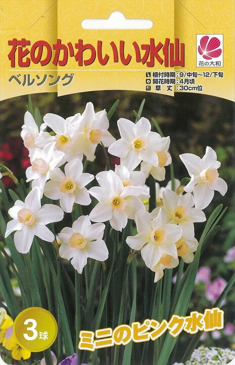 楽天市場 予約販売 花の大和 球根 水仙 花のかわいい水仙 ベルソング 3球 10月中旬以降発送 フラワーネット 日本花キ流通