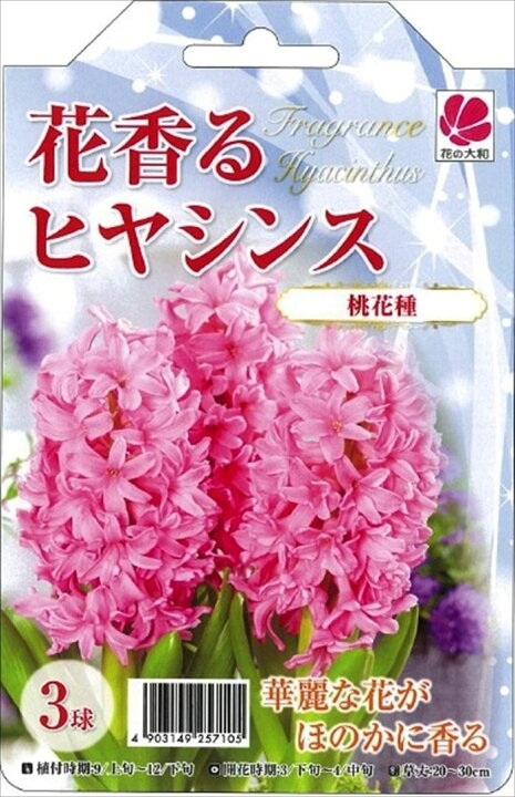 楽天市場 予約販売 花の大和 球根 花香るヒヤシンス 桃花種 3球 10月中旬以降発送 フラワーネット 日本花キ流通