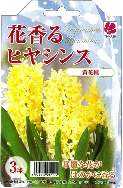 楽天市場 予約販売 花の大和 球根 花香るヒヤシンス 黄花種 3球 10月中旬以降発送 フラワーネット 日本花キ流通