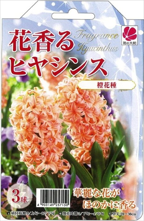 楽天市場 予約販売 花の大和 球根 花香るヒヤシンス 橙花種 3球 10月中旬以降発送 フラワーネット 日本花キ流通