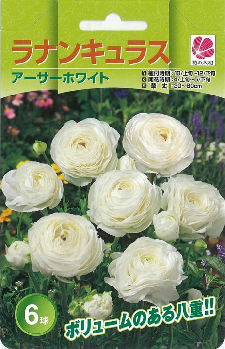 楽天市場 予約販売 花の大和 球根 ラナンキュラス 色別 アーサーホワイト 6球 8月中旬以降発送 フラワーネット 日本花キ流通