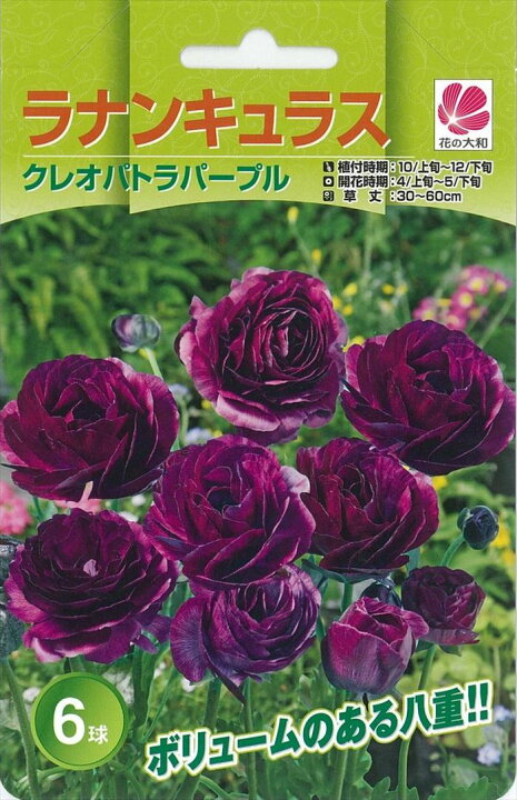 楽天市場 予約販売 花の大和 球根 ラナンキュラス 色別 クレオパトラパープル 6球 フラワーネット 日本花キ流通