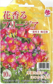 楽天市場 鉢植え フリージアの通販