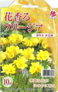 予約販売 花の大和 球根 花香るフリージア 一重咲き 黄花種 10球 10月中旬以降発送