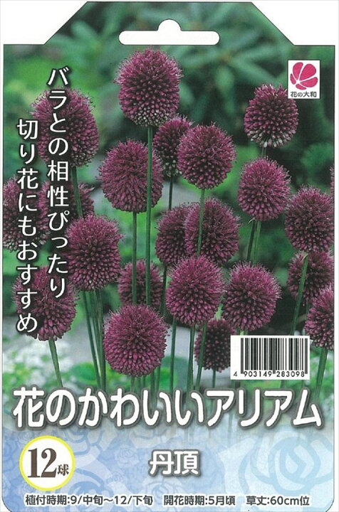 楽天市場 予約販売 花の大和 球根 花のかわいいアリアム 丹頂 12球 10月中旬以降発送 フラワーネット 日本花キ流通
