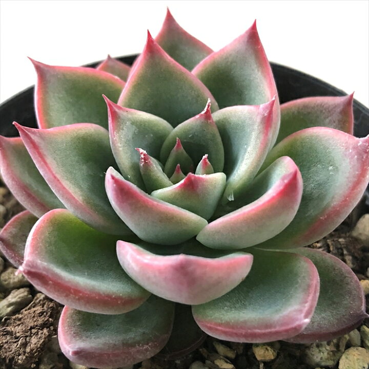 楽天市場 多肉植物 Skエケベリア ファイヤーピラー 多肉植物 エケベリア 7 5cmポット フラワーネット 日本花キ流通